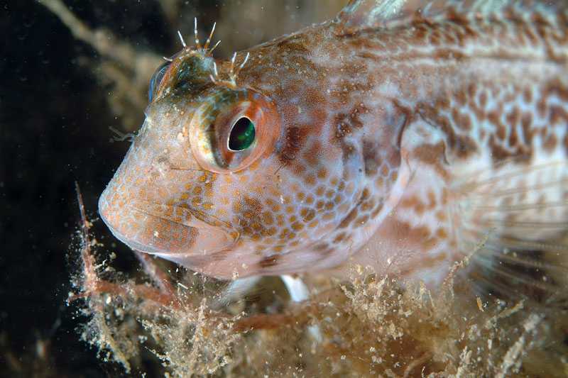 Differenti livree di Parablennius pilicornis